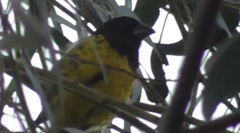 Pheucticus aureoventris