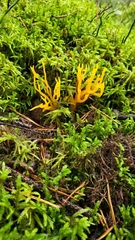 Calocera viscosa