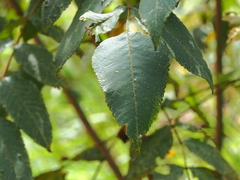 Alectryon tomentosus