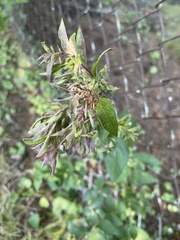 Lonicera