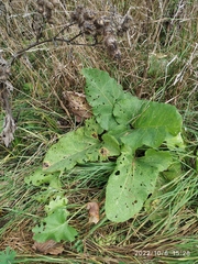 Arctium tomentosum