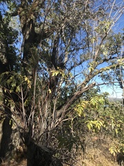 Sambucus cerulea