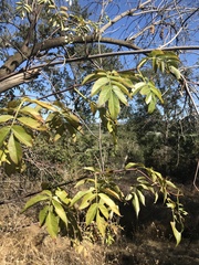 Sambucus cerulea