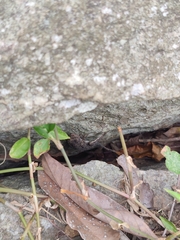 Psammophilus dorsalis