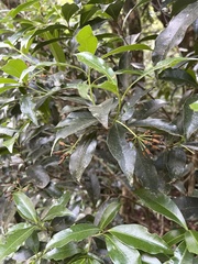 Peddiea africana
