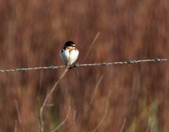 Hirundo rustica