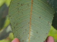 Alectryon tomentosus