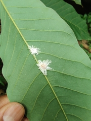 Pseudococcus