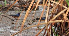 Hirundo rustica