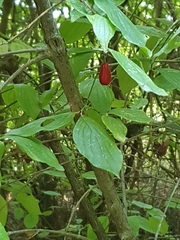 Cornus mas