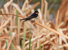 Hirundo rustica