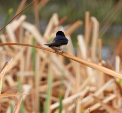 Hirundo rustica