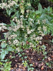 Eupatorium serotinum