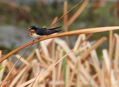Hirundo rustica