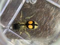 Hoplomutilla spinosa