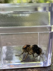 Hoplomutilla spinosa