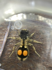 Hoplomutilla spinosa