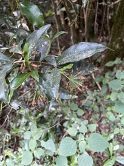 Peddiea africana