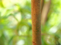 Alectryon tomentosus