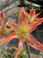 Hippeastrum