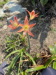 Hippeastrum
