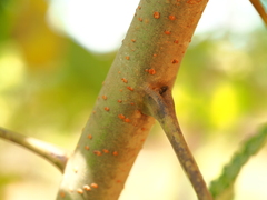 Alectryon tomentosus