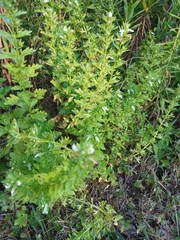 Teucrium cubense