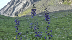 Delphinium dubium