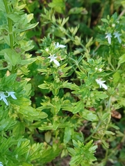 Teucrium cubense