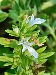 Teucrium cubense