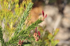 Acacia gordonii