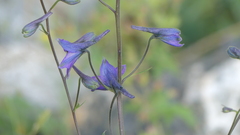 Delphinium dubium
