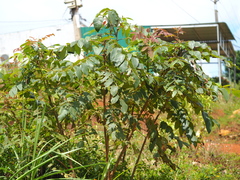 Alectryon tomentosus