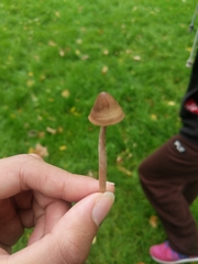 Panaeolus foenisecii