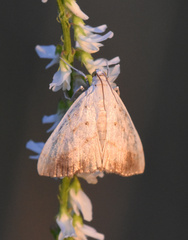 Evergestis extimalis