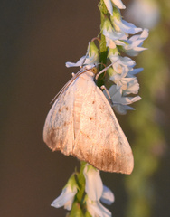 Evergestis extimalis