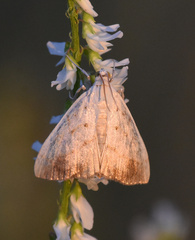 Evergestis extimalis