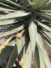 Sphodromantis viridis