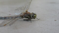 Anisoptera