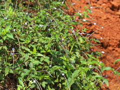 Stachytarpheta cayennensis