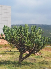 Myrtillocactus geometrizans