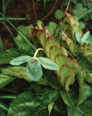 Ecbolium