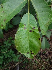 Ophiognomonia leptostyla