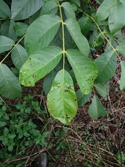 Ophiognomonia leptostyla