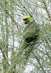 Platycercus caledonicus
