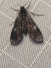Elophila tinealis