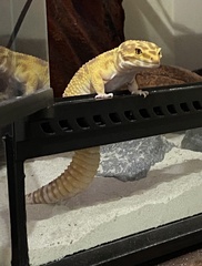 Eublepharis macularius