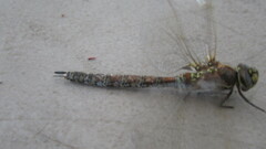 Anisoptera