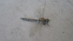 Anisoptera