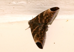 Pindara illibata